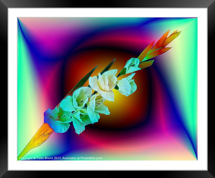 7 Flowered Gladiola on Abstract B/G Framed Mounted Print by Peter Blunn