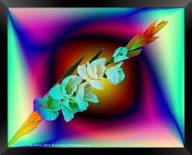 7 Flowered Gladiola on Abstract B/G Framed Print by Peter Blunn