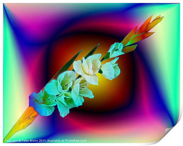 7 Flowered Gladiola on Abstract B/G Print by Peter Blunn