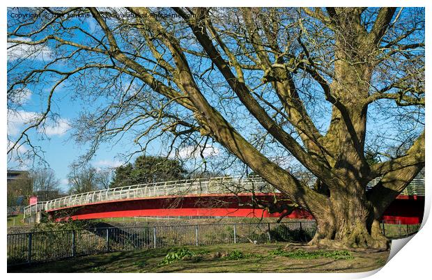 Footbridge into Bute Park Cardiff over the River T Print by Nick Jenkins