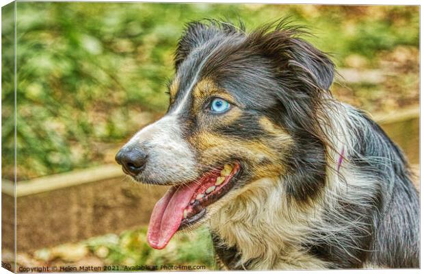 Border Collie Side View HDR Blue Eyes Canvas Print by Helkoryo Photography