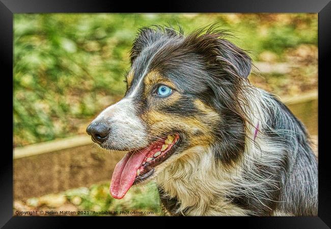 Border Collie Side View HDR Blue Eyes Framed Print by Helkoryo Photography