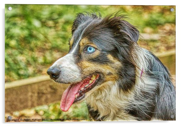Border Collie Side View HDR Blue Eyes Acrylic by Helkoryo Photography