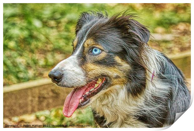 Border Collie Side View HDR Blue Eyes Print by Helkoryo Photography