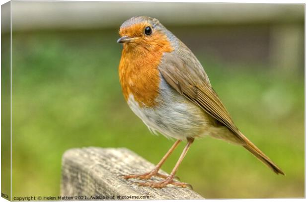 European Robin Redbreast Erithacus rubecula Face on Canvas Print by Helkoryo Photography