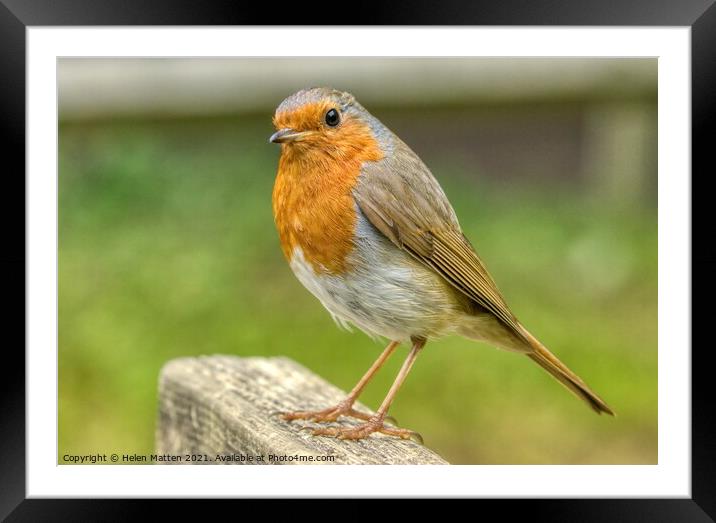 European Robin Redbreast Erithacus rubecula Face on Framed Mounted Print by Helkoryo Photography