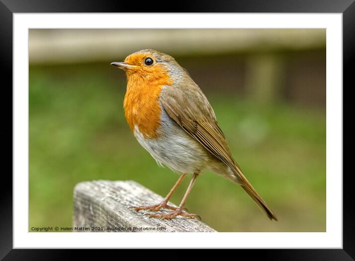 European Robin Redbreast Erithacus rubecula looking up Framed Mounted Print by Helkoryo Photography