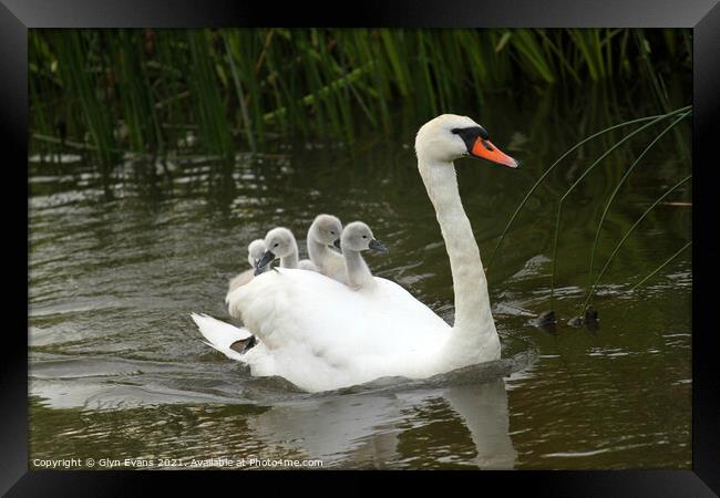 Hitching a ride. Framed Print by Glyn Evans
