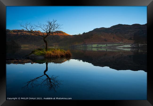 Rydal water lone tree reflection in the lake distr Framed Print by PHILIP CHALK
