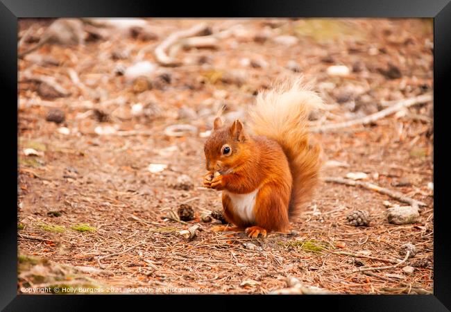 Red Squirrel or Eurasian  Framed Print by Holly Burgess