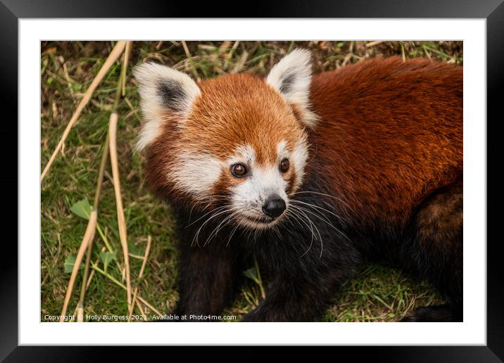 Red Panda  Framed Mounted Print by Holly Burgess