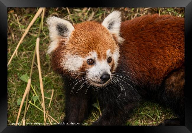 Red Panda  Framed Print by Holly Burgess
