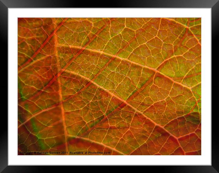 Leafy layers Framed Mounted Print by Hannah Scriven