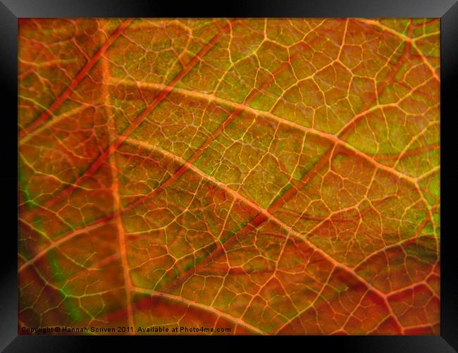 Leafy layers Framed Print by Hannah Scriven