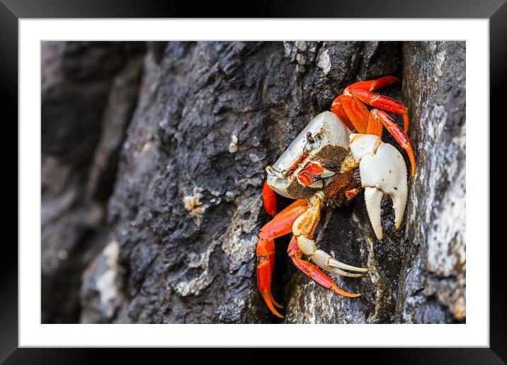 Halloween crab Framed Mounted Print by Jason Wells