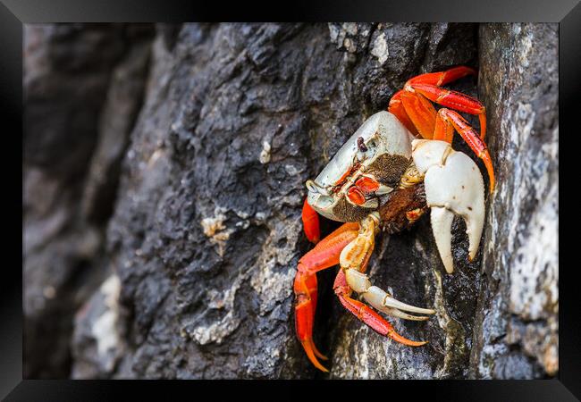 Halloween crab Framed Print by Jason Wells
