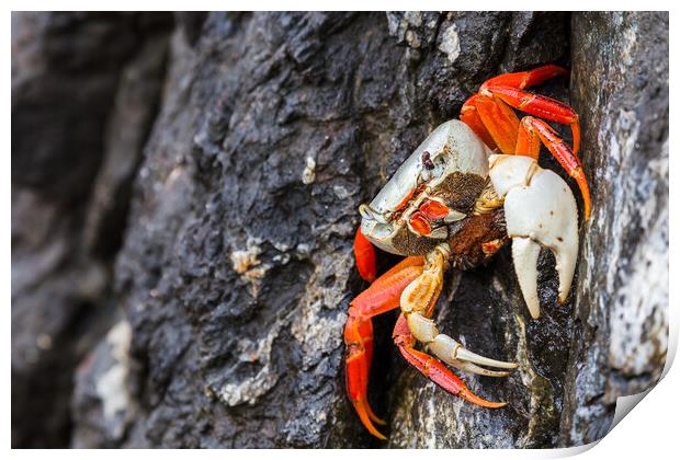 Halloween crab Print by Jason Wells