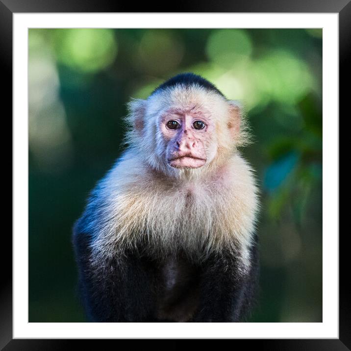 White Faced Capuchin in Costa Rica Framed Mounted Print by Jason Wells