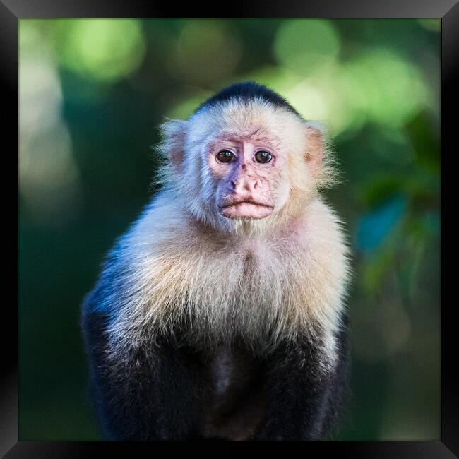 White Faced Capuchin in Costa Rica Framed Print by Jason Wells