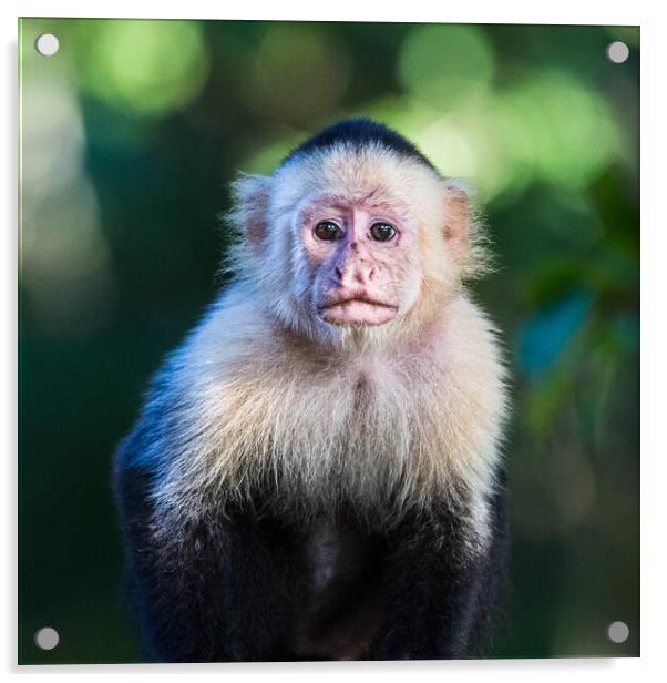 White Faced Capuchin in Costa Rica Acrylic by Jason Wells