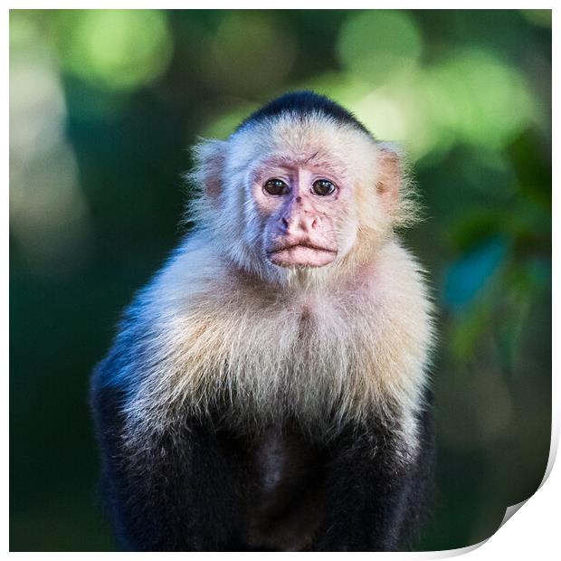 White Faced Capuchin in Costa Rica Print by Jason Wells