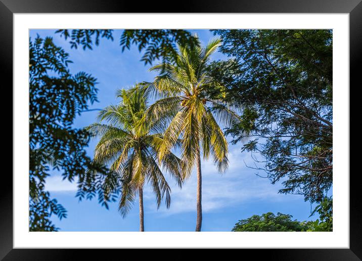 Palm trees seen from a dry forest Framed Mounted Print by Jason Wells