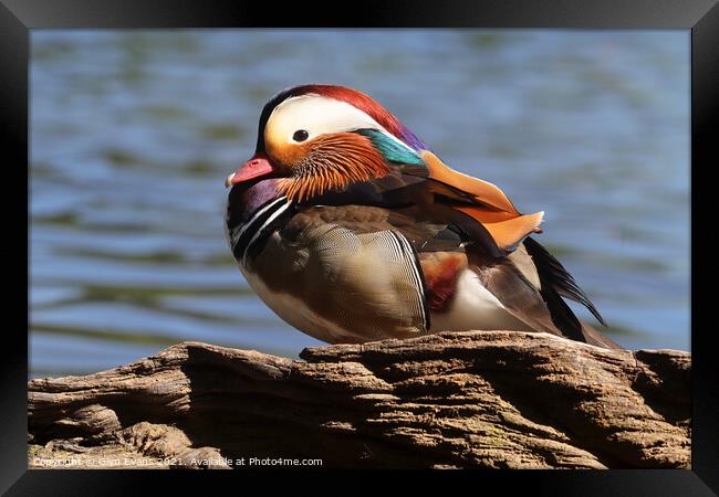 Mandarin Duck Framed Print by Glyn Evans