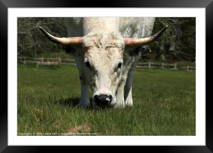 White Park Cow smelling a spring flower. Framed Mounted Print by Glyn Evans
