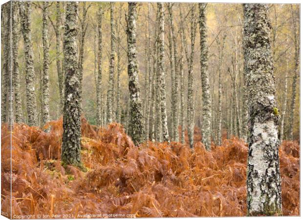 Birch Forest Canvas Print by Jon Pear