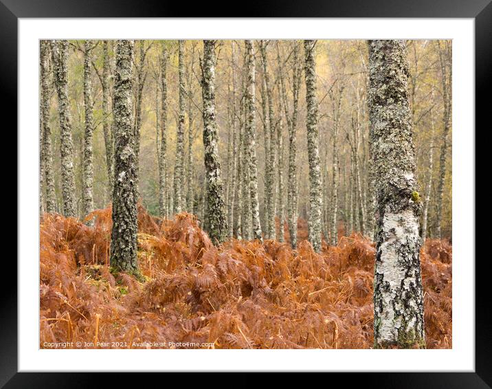 Birch Forest Framed Mounted Print by Jon Pear