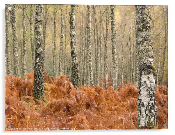 Birch Forest Acrylic by Jon Pear