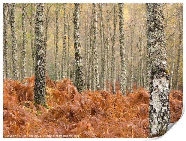 Birch Forest Print by Jon Pear