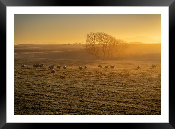 Golden Meadow Framed Mounted Print by Michael Brookes