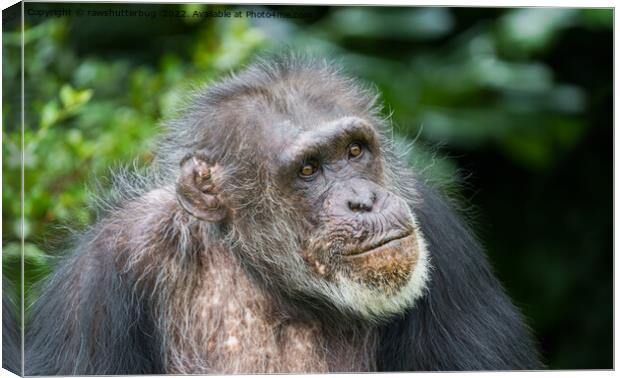 Chimpanzee Canvas Print by rawshutterbug 