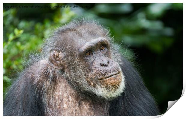 Chimpanzee Print by rawshutterbug 