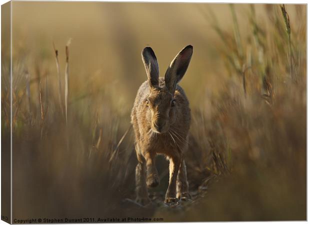 Hare I come Canvas Print by Stephen Durrant