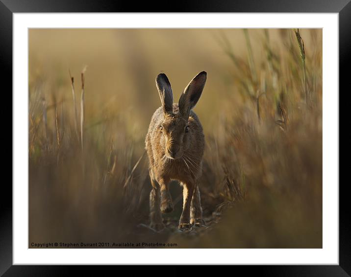 Hare I come Framed Mounted Print by Stephen Durrant