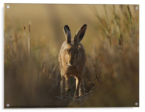 Hare I come Acrylic by Stephen Durrant