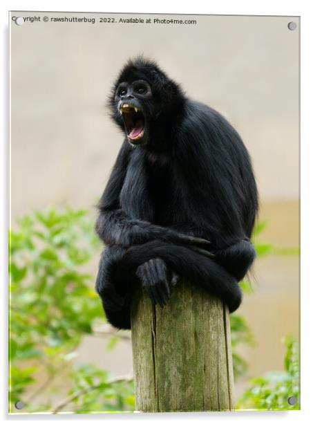 Black-headed spider monkey showing his teeth Acrylic by rawshutterbug 