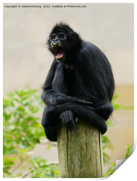 Black-headed spider monkey showing his teeth Print by rawshutterbug 