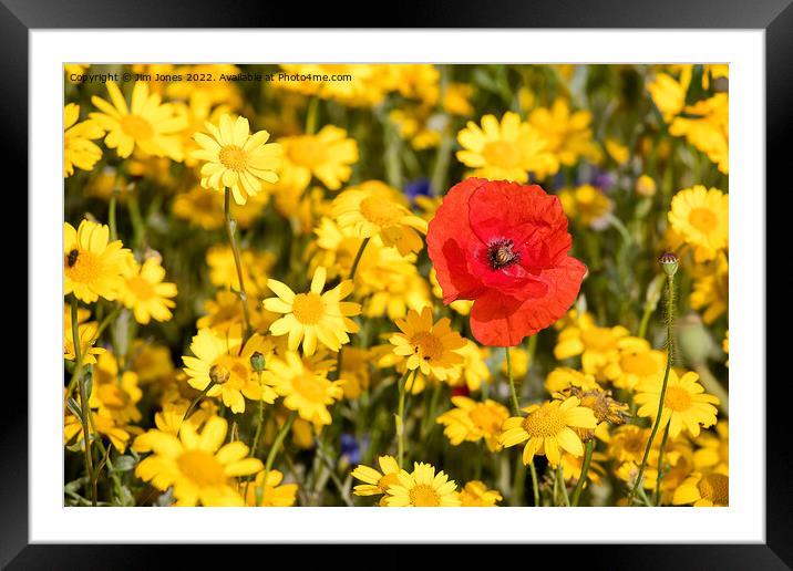 The Flowers of Hope and Remembrance. Framed Mounted Print by Jim Jones