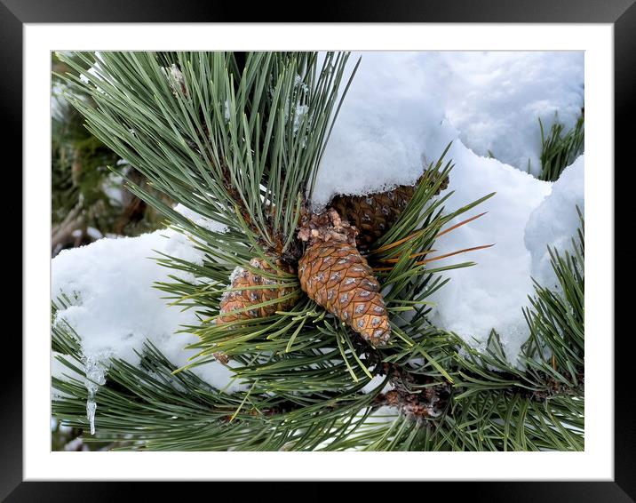 Snow covered outdoor Christmas tree with hanging pine cones  Framed Mounted Print by Thomas Baker