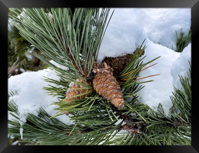 Snow covered outdoor Christmas tree with hanging pine cones  Framed Print by Thomas Baker