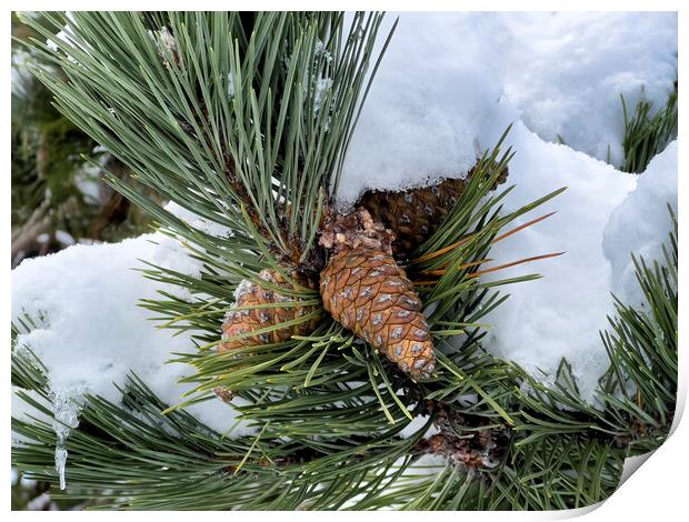 Snow covered outdoor Christmas tree with hanging pine cones  Print by Thomas Baker