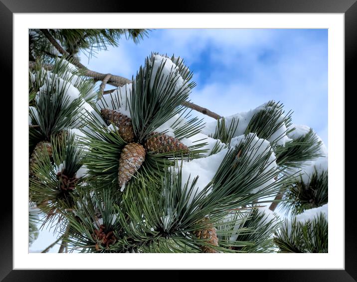 Snow covered outdoor tree with pine cones and blue sky Framed Mounted Print by Thomas Baker