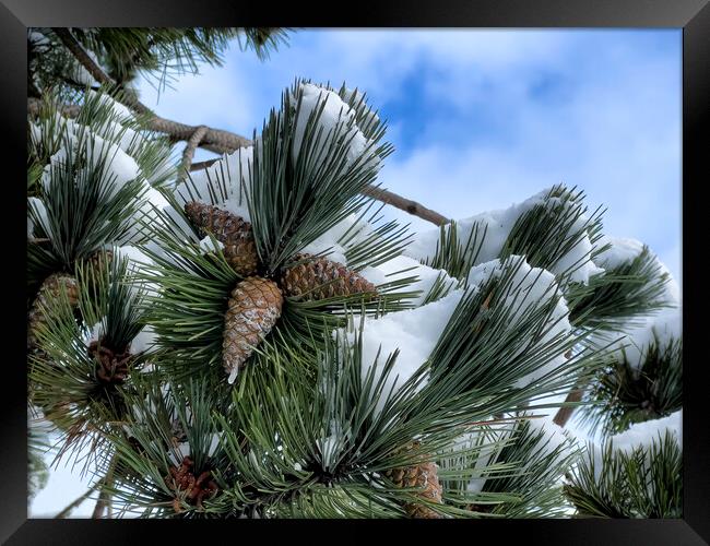 Snow covered outdoor tree with pine cones and blue sky Framed Print by Thomas Baker