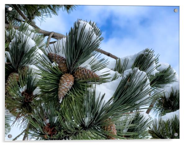 Snow covered outdoor tree with pine cones and blue sky Acrylic by Thomas Baker