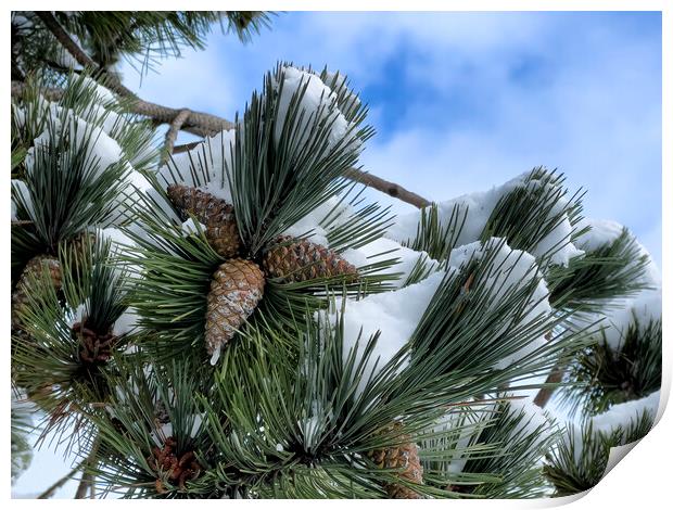 Snow covered outdoor tree with pine cones and blue sky Print by Thomas Baker