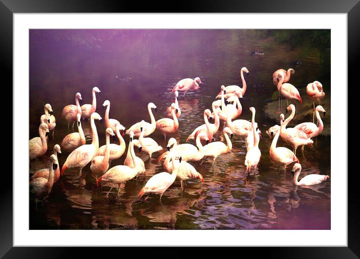 Flamingo Magic Framed Mounted Print by Sharon Lisa Clarke