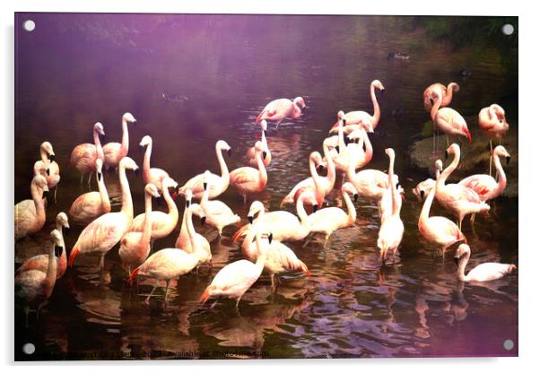 Flamingo Magic Acrylic by Sharon Lisa Clarke
